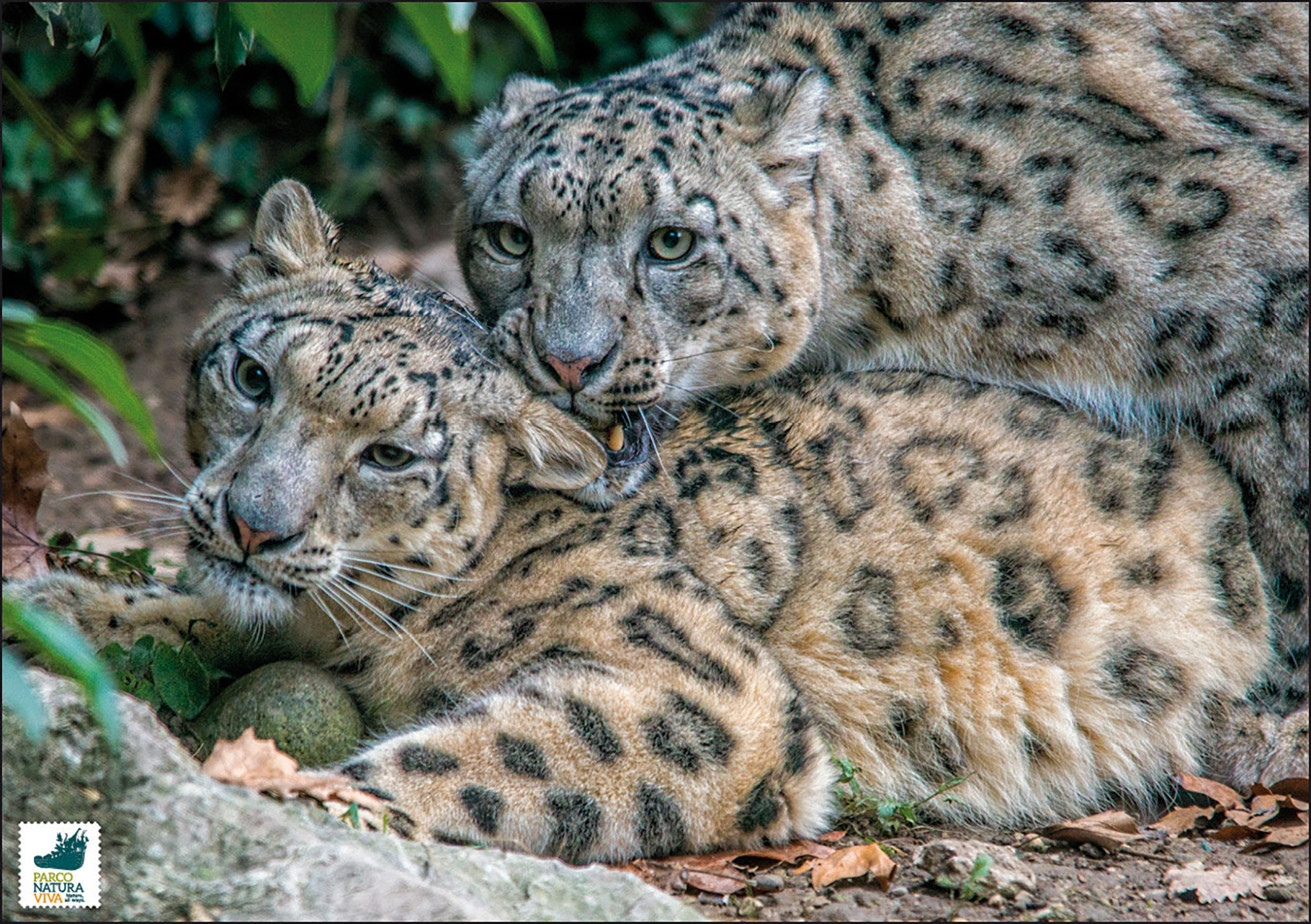 Foto Ghepardo Parco Natura Viva